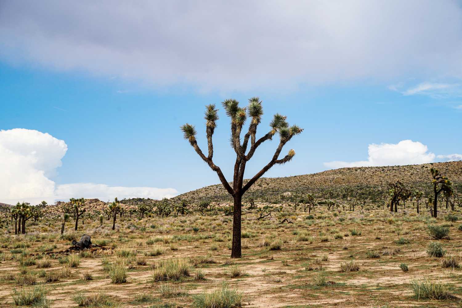 California Joshua Tree