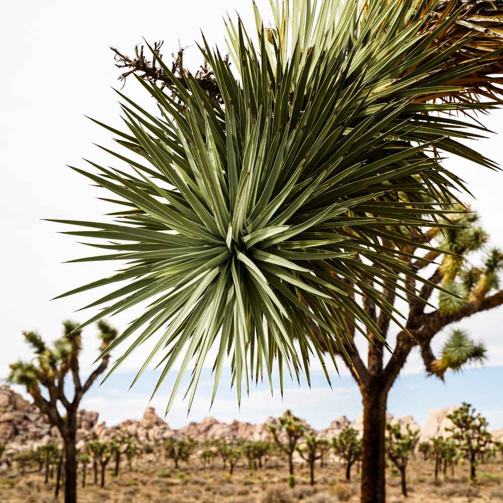 Joshua Tree National Park